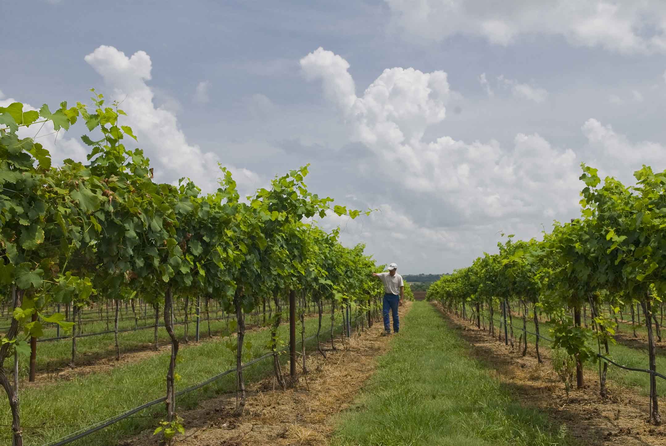 Go Texan Wine! “Toast a Rising Star”