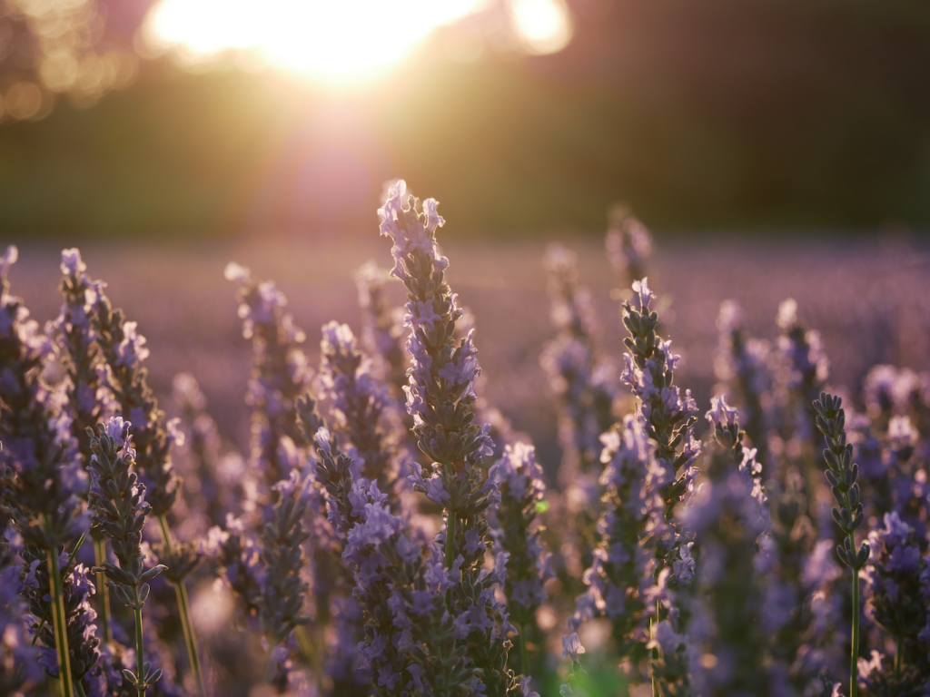 21st Annual Lavender Fest Fredericksburg Texas