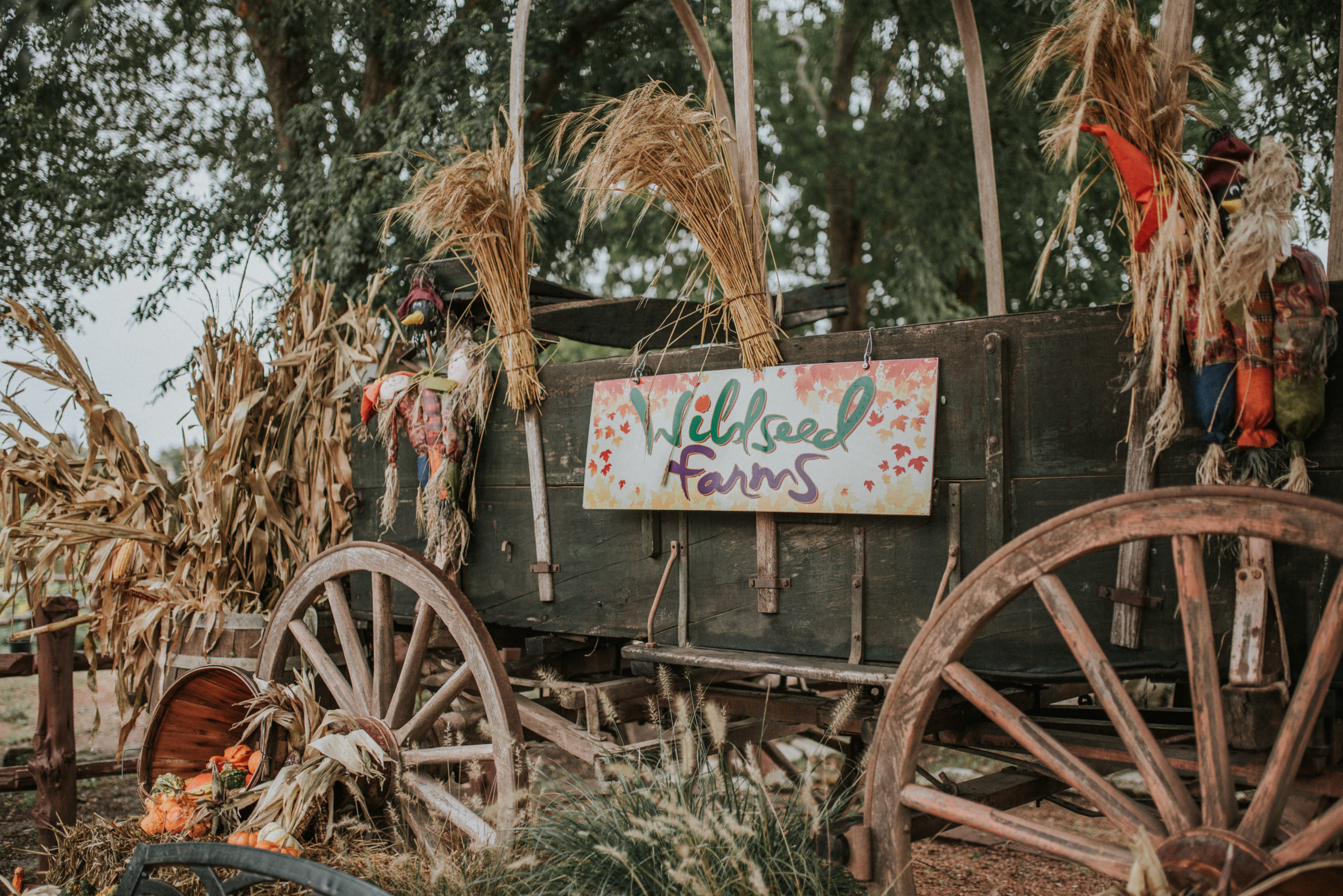 Fall Festival at Wildseed