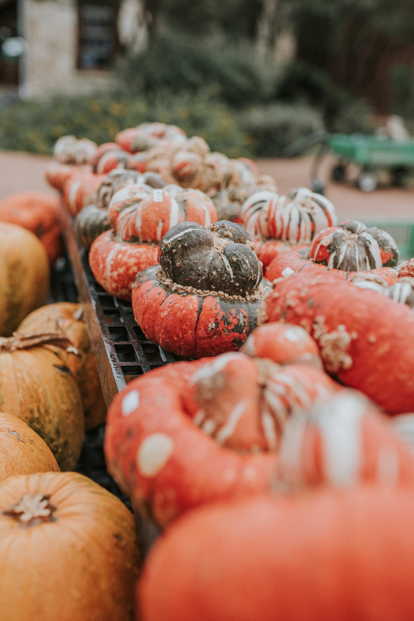 Fall Festival at St. Joseph’s Halle