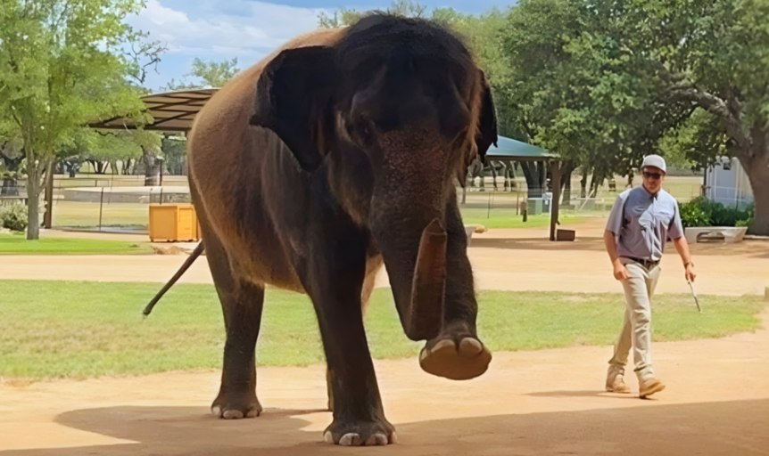 Mother’s Day with the Elephants at The Preserve