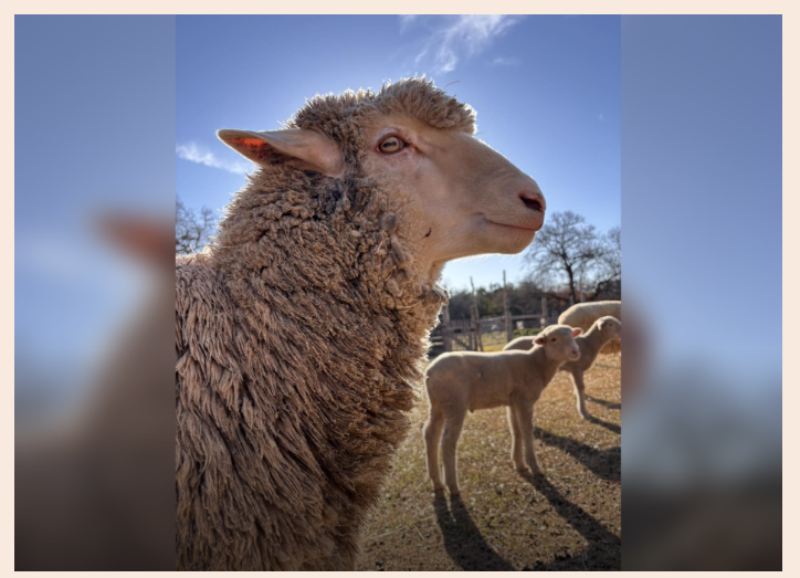 From Sheep to Shawl